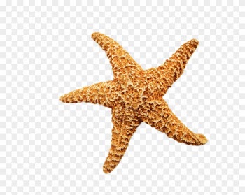 Starfish Png Transpa Images Free Clip Art Carwad Net - Advances In Natural Products Discovery