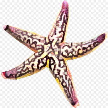 Starfish, Purple, Echinoderm PNG
