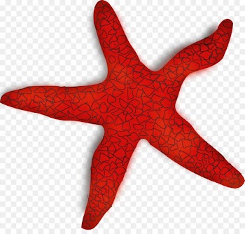 starfish red marine invertebrates carmine