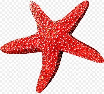 Starfish, Redm, Echinoderm PNG