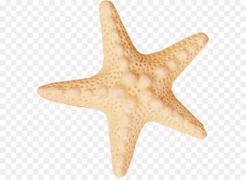 Starfish Sea Clip art - starfish 