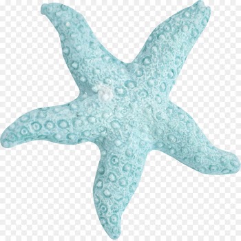 Starfish Sea Marine biology Turquoise - Handpainted Koala 