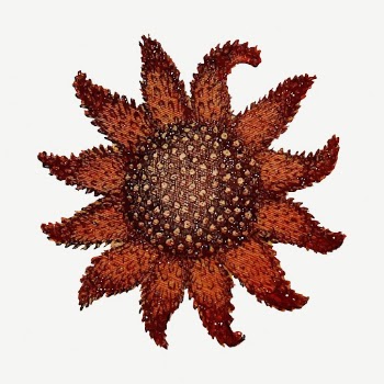 Starfish underwater animal collage element, | Free PSD - rawpixel