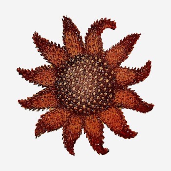 Starfish underwater animal hand drawn | Free Photo - rawpixel