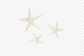Starfish White - White starfish 