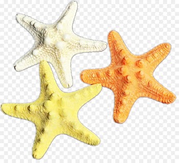 starfish yellow marine invertebrates star fashion accessory