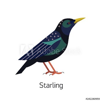 Starling isolated on white background