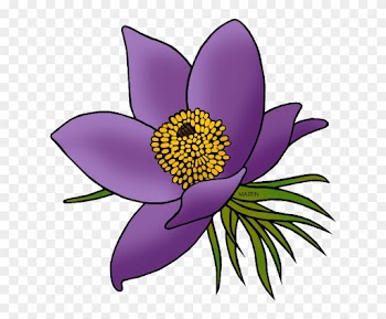 State Floral Emblem Of South Dakota - South Dakota State Flower Clipart