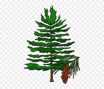 State Tree Of Idaho - North Carolina State Tree