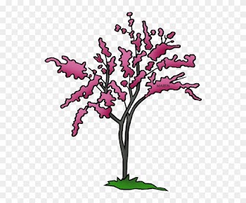 State Tree Of Oklahoma - Oklahoma State Tree Png
