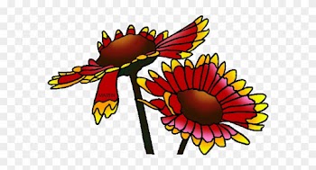 State Wild Flower Of Oklahoma - Indian Blanket Flower Clipart