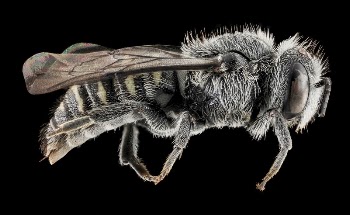 Stelis labiata, side view.  | Free Photo - rawpixel