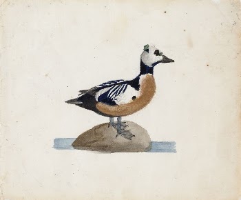 Steller's eider, 1830 - 1831, | Free Photo - rawpixel