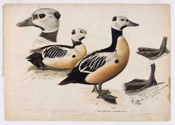 Steller's eider, male, 1836 - | Free Photo - rawpixel