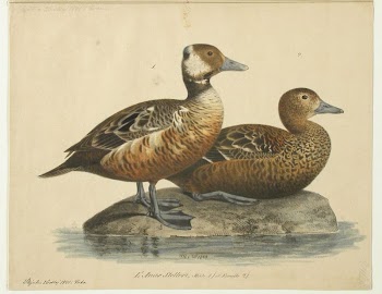 Steller’s eider, male and female, | Free Photo - rawpixel