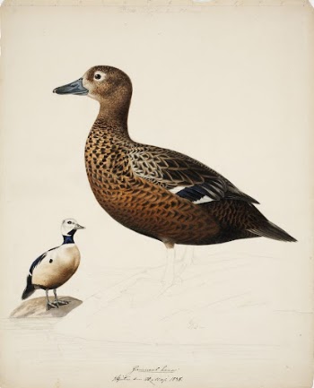 Steller's eider ; unfinished, 1838, | Free Photo - rawpixel