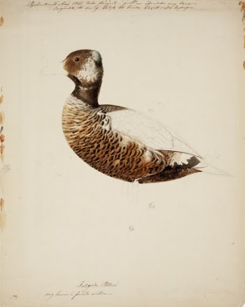 Steller's eider, young male ; | Free Photo - rawpixel