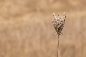 Stem Of Queen Annes Lace