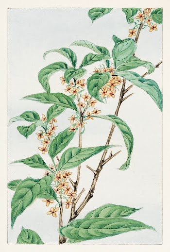 Stem with leaves and small flowers during 1870&ndash;1880 by Megata Morikaga. Original from Library of Congress. Digitally enhanced by rawpixel.