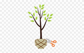 Step3 Ball Cut - Tree