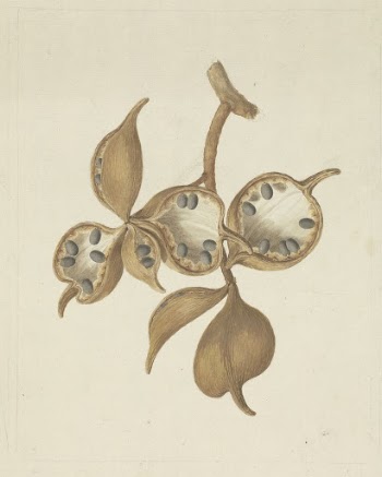 Sterculia africana  (Lour.) Fiori: | Free Photo - rawpixel