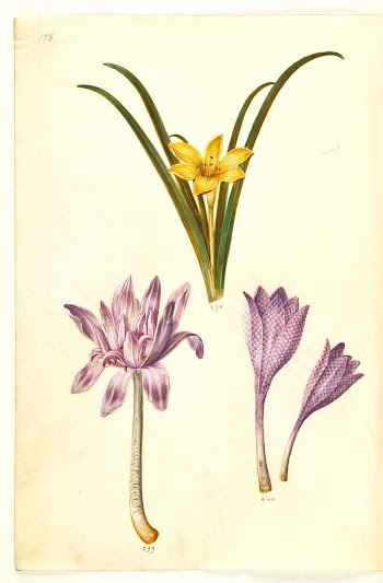 Sternbergia lutea (common sternbergia);Colchicum autumnale | Free Photo - rawpixel