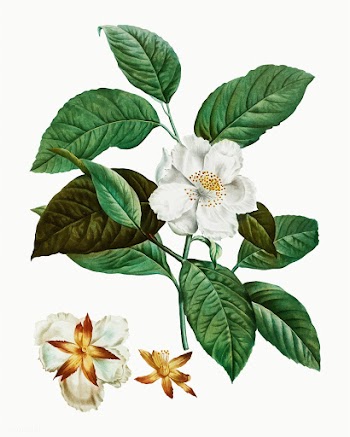 Stewartia tree | Free stock vector - 567843