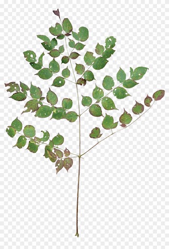 Stick Tree - Devils Walking Stick Leaf