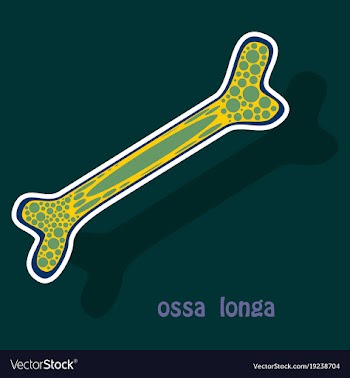 Sticker anatomy of the long bone periosteum vector image
