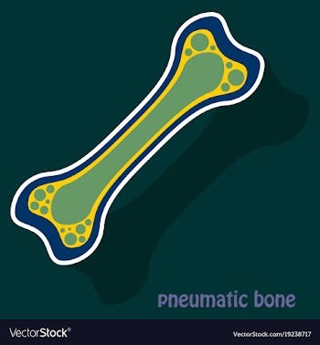 Sticker anatomy of the long bone periosteum vector image
