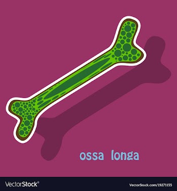 Sticker anatomy of the long bone periosteum vector image