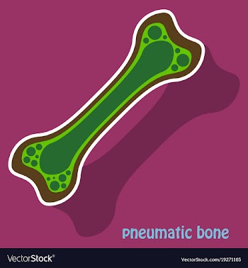 Sticker anatomy of the long bone periosteum vector image