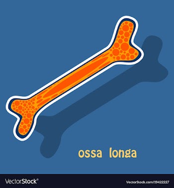 Sticker anatomy of the long bone periosteum vector image
