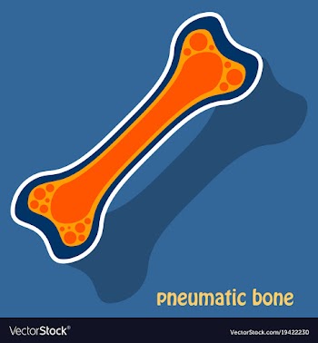 Sticker anatomy of the long bone periosteum vector image