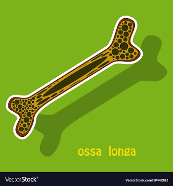 Sticker anatomy of the long bone periosteum vector image