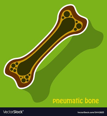 Sticker anatomy of the long bone periosteum vector image