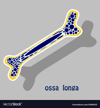 Sticker anatomy of the long bone periosteum vector image