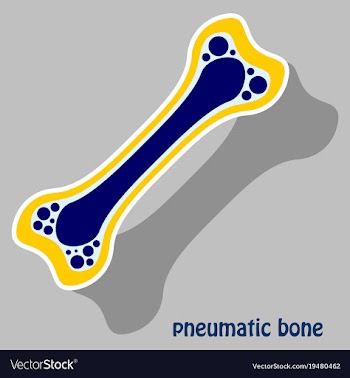 Sticker anatomy of the long bone periosteum vector image