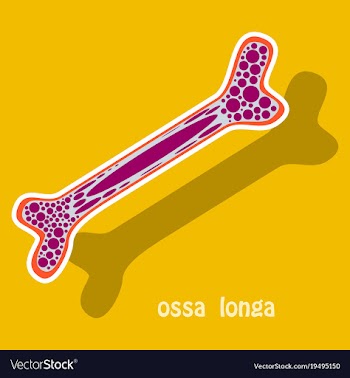 Sticker anatomy of the long bone periosteum vector image