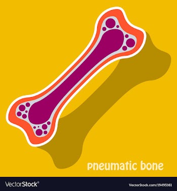 Sticker anatomy of the long bone periosteum vector image