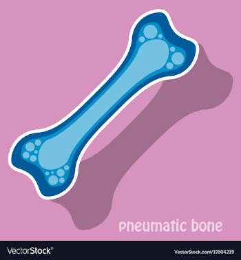Sticker anatomy of the long bone periosteum vector image