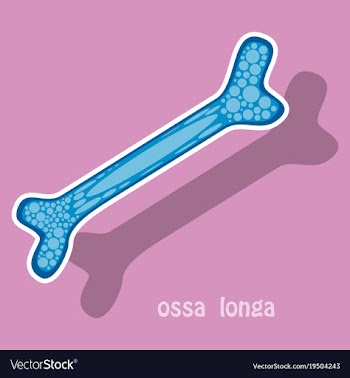 Sticker anatomy of the long bone periosteum vector image