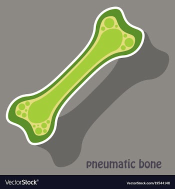 Sticker anatomy of the long bone periosteum vector image