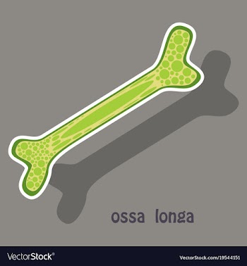 Sticker anatomy of the long bone periosteum vector image