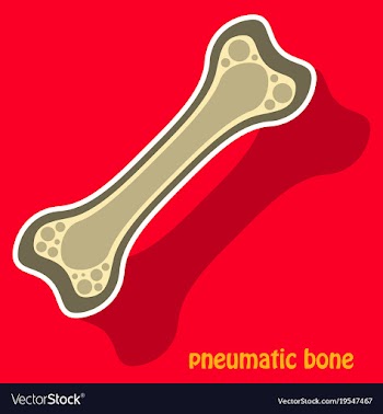Sticker anatomy of the long bone periosteum vector image