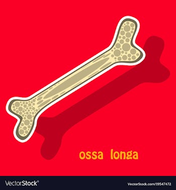 Sticker anatomy of the long bone periosteum vector image