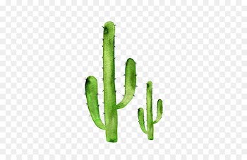 Sticker art Cactaceae Succulent plant Redbubble - cactus 