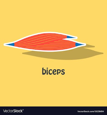 Sticker biceps triceps - movement of the arm and vector image