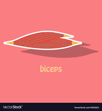 Sticker biceps triceps - movement of the arm and vector image