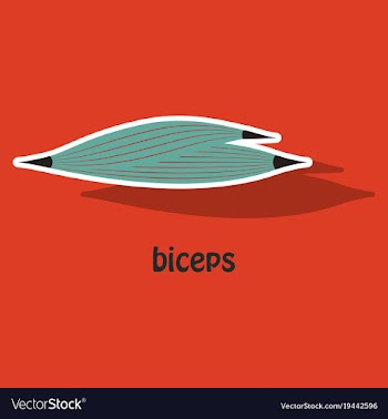 Sticker biceps triceps - movement of the arm and vector image